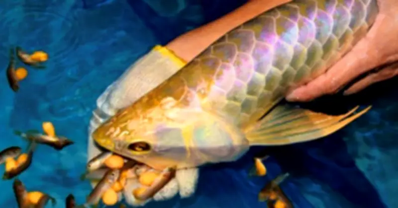 Thanh Hóa: 11 người buồn nôn sau khi ăn trứng cá rồng, 2 người nhập viện