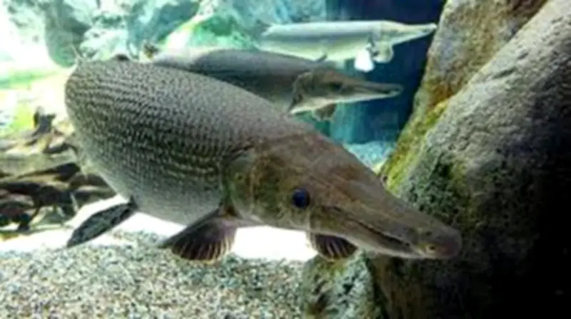 Thanh Hóa: 11 Người Nhập Viện Sau Khi Ăn Trứng Cá Sấu Hoa Tiên