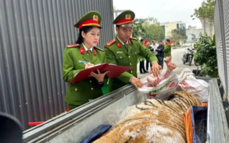 Thanh Hóa: Bắt Giữ Hai Đối Tượng Mua Bán, Tàng Trữ Hổ Để Nấu Cao Trái Phép