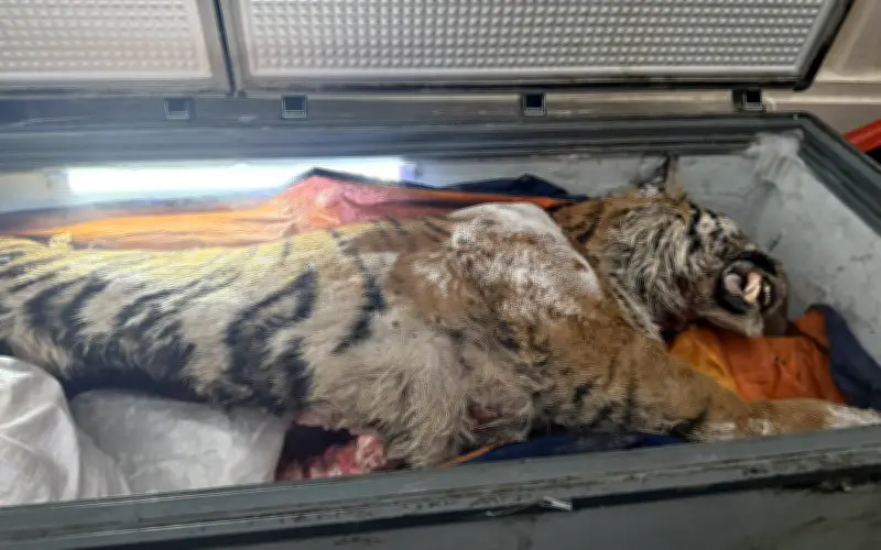 Thanh Hóa: Bắt giữ đối tượng xây hầm kín nấu cao hổ, thu giữ tang vật lớn