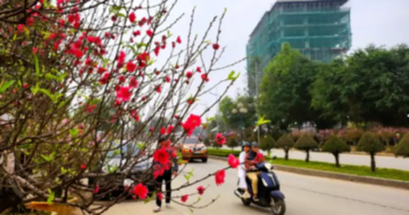 Thanh Hóa: Đào Tết nở sớm, tiểu thương 'méo mặt' vì ế ẩm