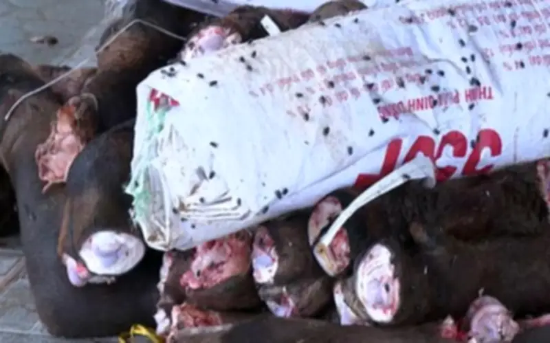 Thanh Hóa thu giữ 6 tấn xương trâu bò hôi thối, không rõ nguồn gốc