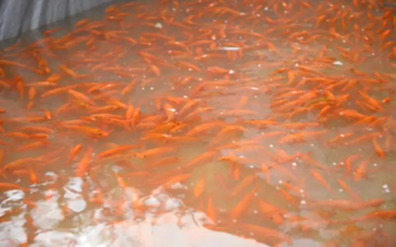 Thanh Hóa: Nhộn nhịp thu hoạch cá chép đỏ phục vụ Tết ông Công, ông Táo