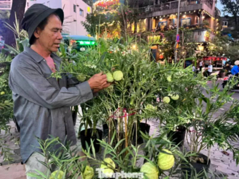 Thanh Long, Bưởi Diễn Trở Thành Kiểng Tết Độc Đáo, Thu Hút Người Mua Tại TPHCM