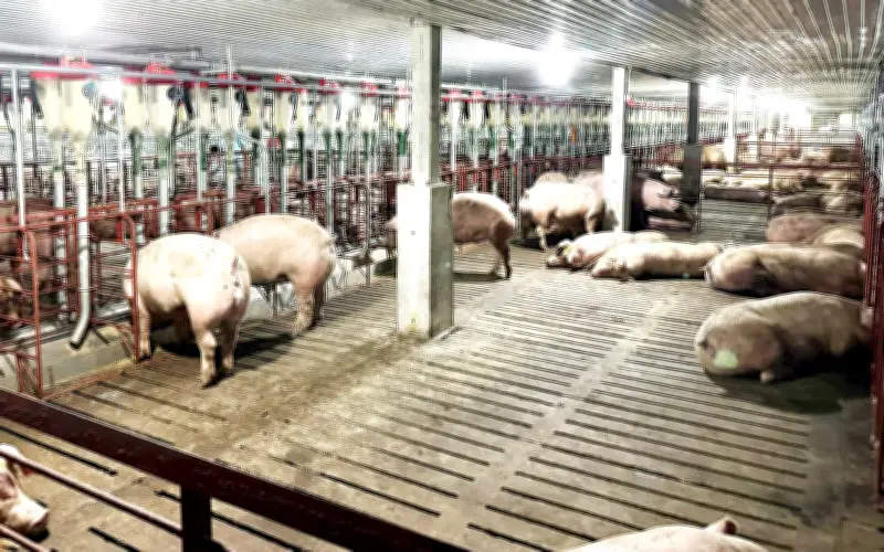 Thanh Tra Phú Thọ Phát Hiện Nhiều Vi Phạm Môi Trường Trong Sản Xuất Nông Nghiệp