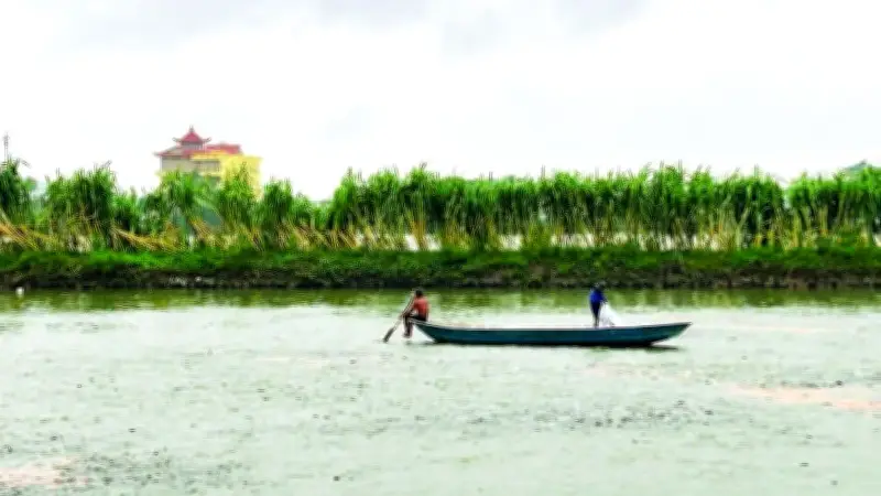 Thách Thức Con Giống: Bài Toán Nan Giải Cho Nuôi Trồng Thủy Sản Đồng Bằng Sông Hồng