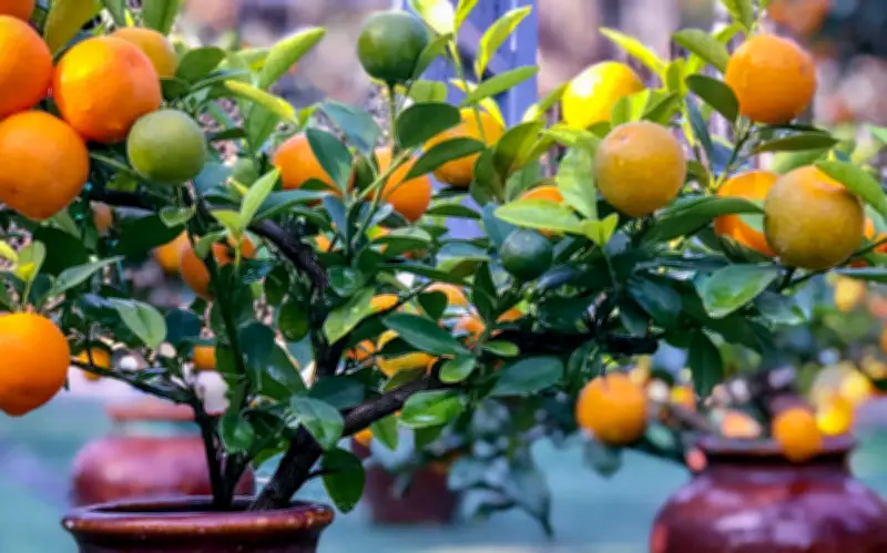 Ý Nghĩa Sâu Sắc Của Cây Quất Ngày Tết: Điều Không Phải Ai Cũng Biết
