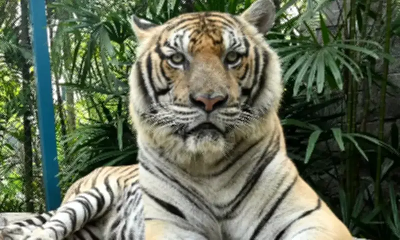 Thái Lan: 72 Cá Thể Hổ Chết Bất Thường Tại Chiang Mai, Nghi Do Virus Care Ở Chó