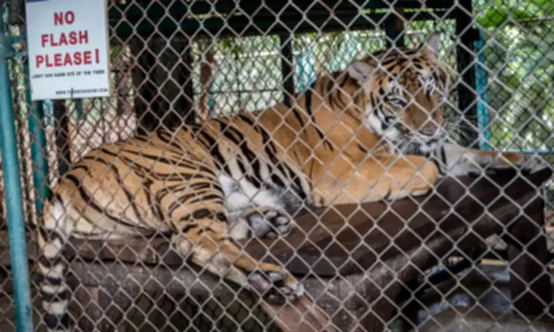 Thái Lan: 72 Hổ Nuôi Nhốt Chết Hàng Loạt Do Virus Tại Công Viên Du Lịch