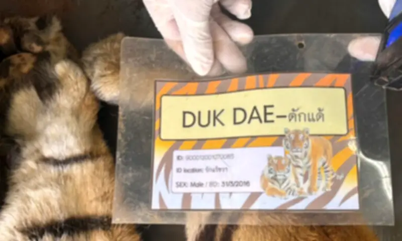 Thái Lan Giám Sát Sức Khỏe 108 Người Sau Vụ 72 Hổ Chết Hàng Loạt Tại Chiang Mai