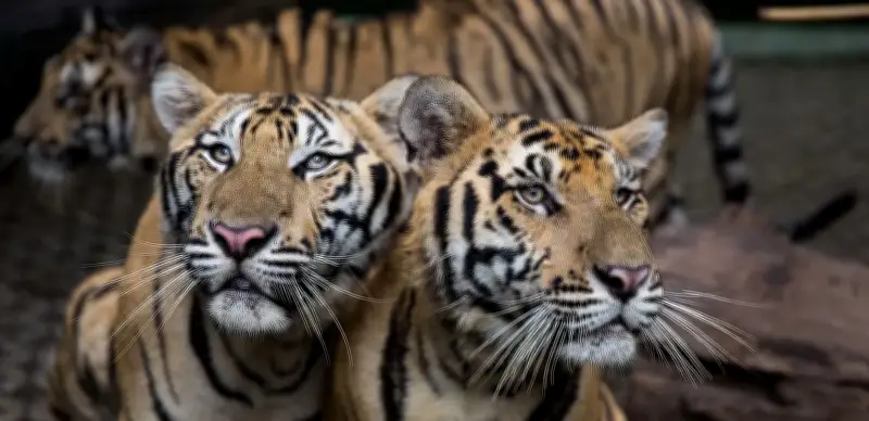 Thái Lan: Hổ chết hàng loạt tại khu bảo tồn do bệnh truyền nhiễm