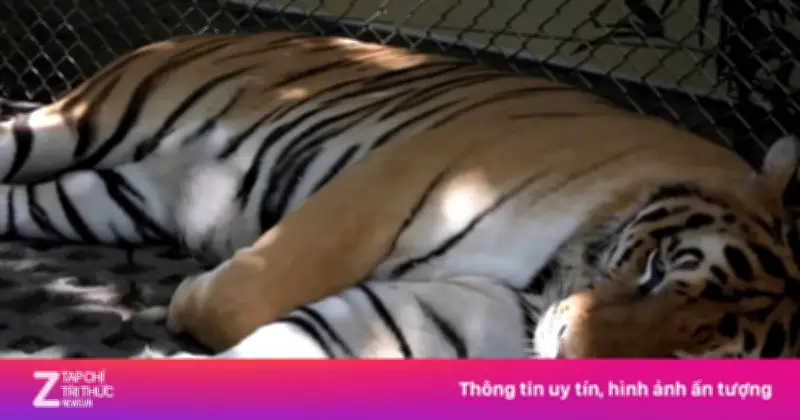 Thái Lan tạm đóng cửa khu du lịch Tiger Kingdom sau khi 72 con hổ chết bất thường
