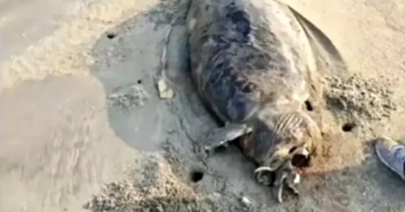 Thi Thể 'Nàng Tiên Cá' Dạt Vào Bờ Biển Trung Quốc: Cảnh Báo Về Bò Biển Quý Hiếm