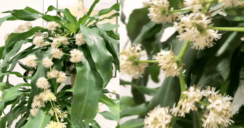 Thiết Mộc Lan Nở Hoa Giữa Nhà: Điềm Báo Phong Thủy Đại Cát Đại Lợi Cho Gia Chủ