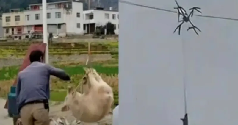 Thảm Họa Drone Chở Lợn: Cả Làng Mất Điện Vì Sáng Kiến Nông Dân Tứ Xuyên