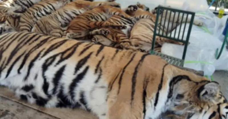 Thảm kịch 72 con hổ chết trong 10 ngày ở Thái Lan: Bệnh chó lây sang hổ gây chấn động