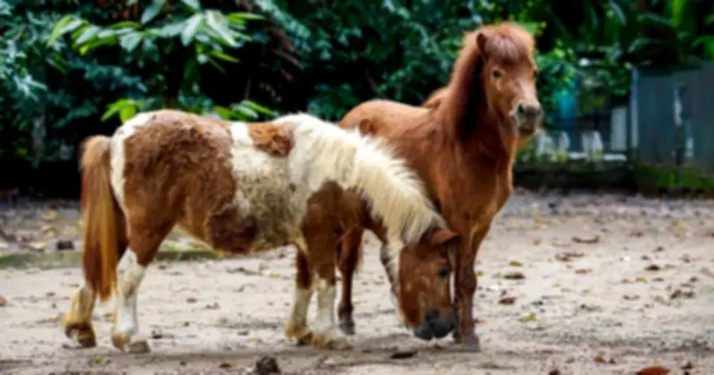 Thảo Cầm Viên Sài Gòn đón hơn 110.000 lượt khách trong 6 ngày Tết, tăng 11%