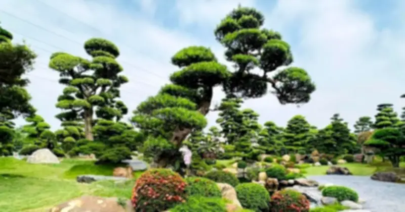 Ba Loại Cây Cổ Thụ Giữ Nhà: Sanh, Tùng La Hán, Lộc Vừng Trong Phong Thủy