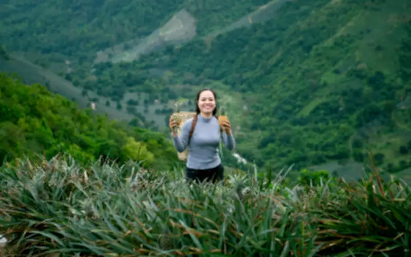 Thung Lũng Đồng Din: Điểm Đến Hoang Sơ Với Những Đồi Dứa Bạt Ngàn Ở Phú Yên