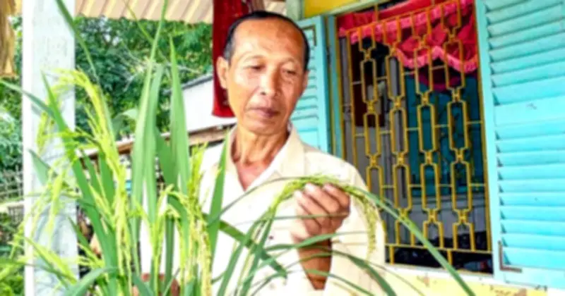 Thầy giáo già hồi sinh giống lúa gạo đỏ Hồng Ngọc Óc Eo sau 20 năm lai tạo