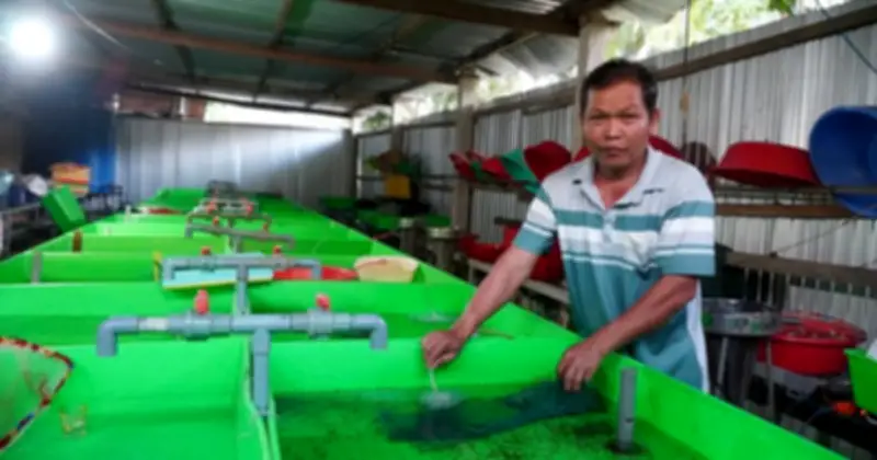 Thầy giáo Vĩnh Long làm giàu từ mô hình nuôi lươn giống, thu lợi nhuận gần 2 tỷ đồng mỗi năm