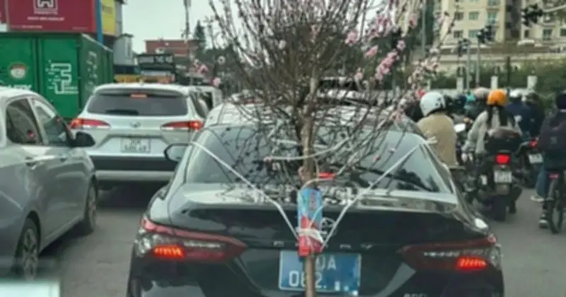 Tài xế xe biển xanh bị phạt 23 triệu đồng vì buộc cành đào che biển số