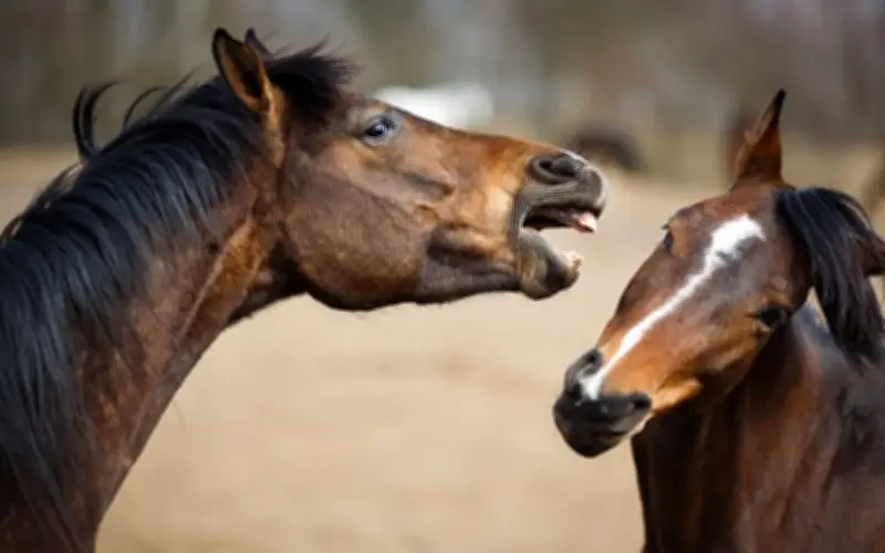 Tiếng hí của ngựa: Thông điệp hai tầng nghĩa và cơ chế song âm hiếm gặp