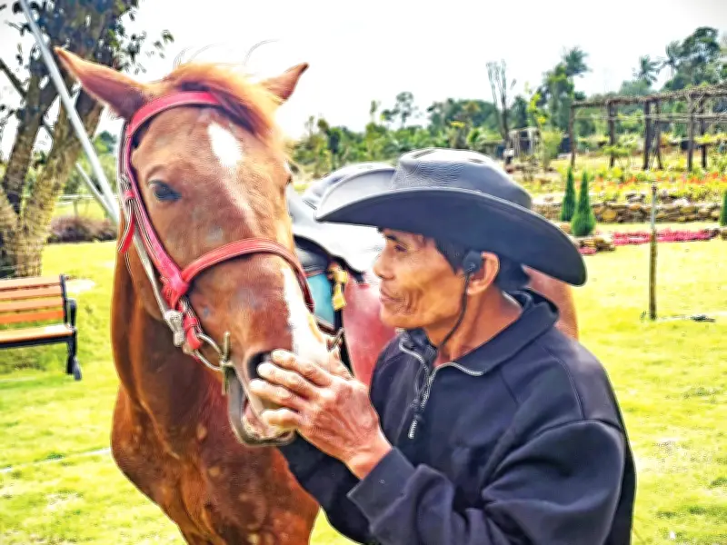 Tiếng Vó Ngựa Thưa Dần Trên Đồi Tuy An: Hoài Niệm Lễ Hội Đua Ngựa Truyền Thống