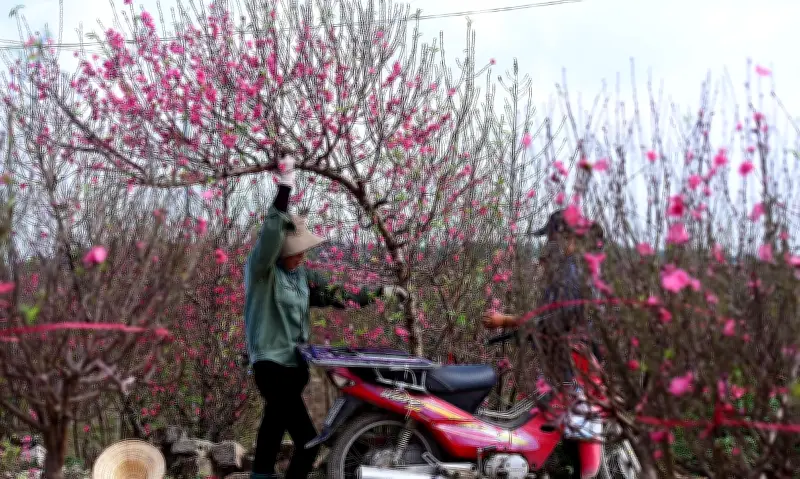 Mẹo hãm hoa đào Tết nở sớm và chăm sóc để hoa tươi lâu