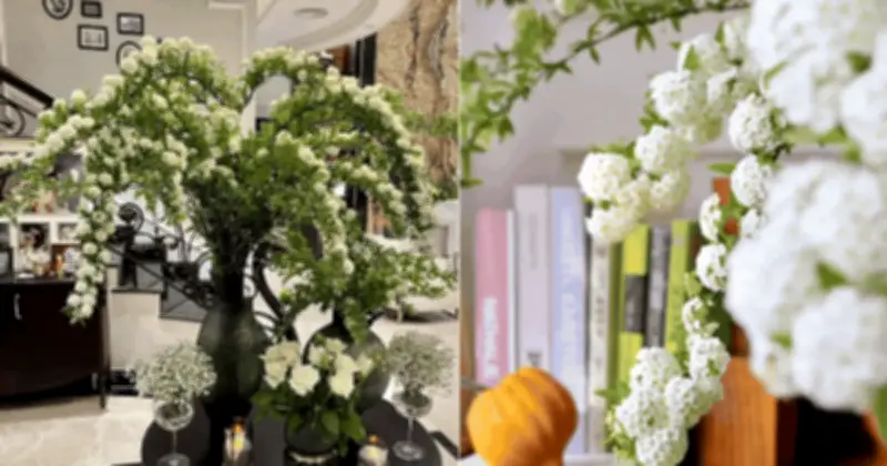 Tiểu Tú Cầu - Loài Hoa Trắng Tinh Khôi Được Săn Lùng Dịp Tết 2026