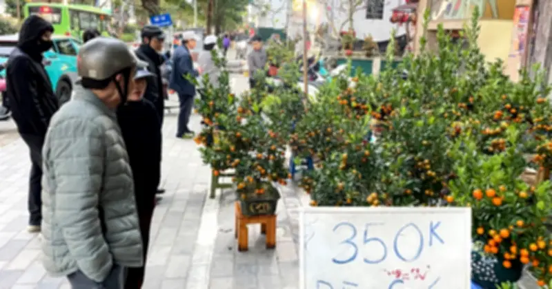 Tiểu thương Hà Nội xả hàng đào, quất giữa cao điểm Tết 2026 để thu hồi vốn