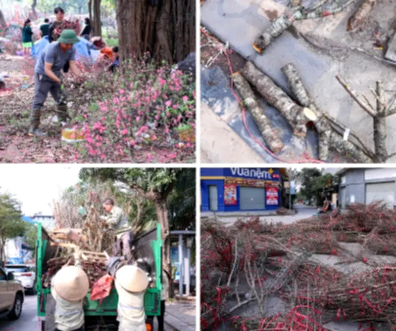 Tiểu thương Hà Nội xả rẻ, chặt phá đào Tết vì ế ẩm kỷ lục