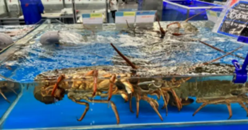 Tôm Hùm Việt Nam Bứt Phá Kỷ Lục Tại Thị Trường Trung Quốc Năm 2025