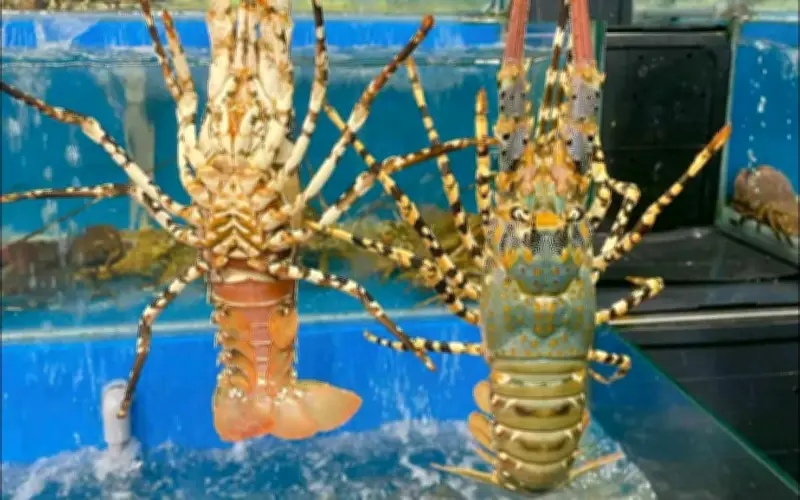 Tôm Hùm Xanh Việt Nam Bùng Nổ Xuất Khẩu Sang Trung Quốc, Đạt Kỷ Lục 858 Triệu USD