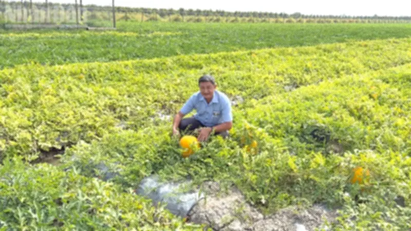 Tân Lược - Vương Quốc Dưa Hấu Tết Vĩnh Long Trúng Mùa, Nông Dân Phấn Khởi Đón Xuân