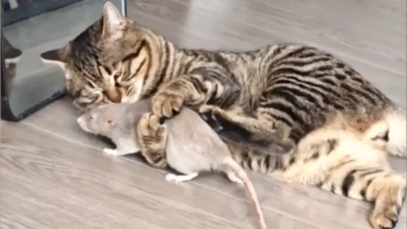 Tình Bạn Kỳ Lạ Giữa Mèo Và Chuột Tại Hà Bắc, Trung Quốc Gây Sốt Mạng