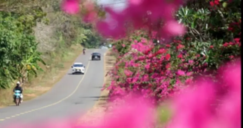 Tỉnh lộ 761 rực rỡ sắc hoa giấy đầu xuân Bính Ngọ 2026