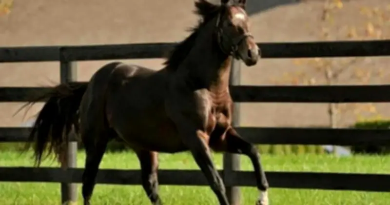 Top 10 chú ngựa đắt nhất thế giới: Fusaichi Pegasus dẫn đầu với 70 triệu USD