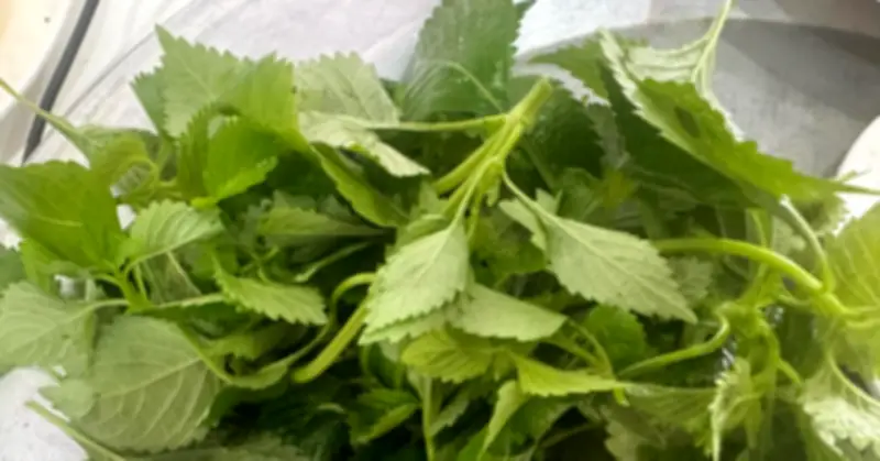 Top gia vị hỗ trợ tiêu hóa khỏe mạnh sau Tết, giúp cơ thể phục hồi nhanh