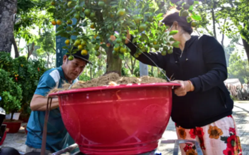 TP.HCM: Các chợ hoa Tết bắt đầu nhộn nhịp, người dân mua sớm với giá phải chăng