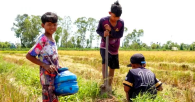 Trẻ em Khmer miền Tây bắt chuột đồng trong mùa gặt lúa ST25 tại Cần Thơ