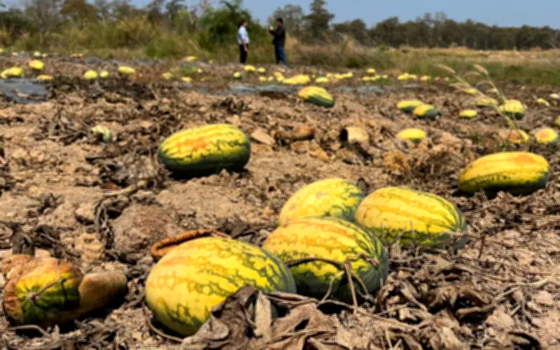 Tranh chấp hợp đồng khiến 500 sào dưa hấu tại Gia Lai chết khô trên ruộng