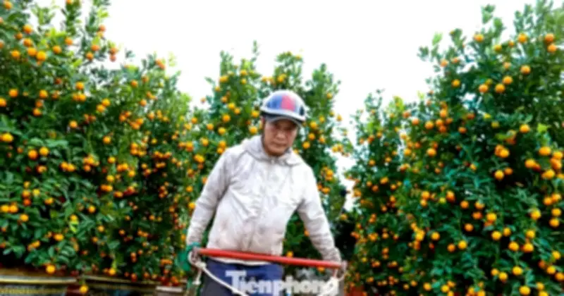 Nghề chở cây thuê ngày Tết: Nguồn thu tiền triệu giữa không khí xuân nhộn nhịp