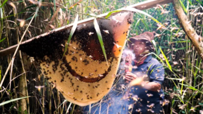 Trải Nghiệm Ăn Ong Rừng U Minh Hạ: Hấp Dẫn Du Lịch Thiên Nhiên Cà Mau
