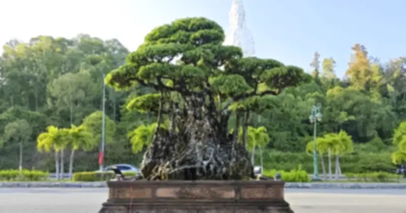 Triển Lãm Sinh Vật Cảnh Đầu Xuân 2026 Tại Quảng Ngãi Quy Tụ 600 Tác Phẩm Bonsai Đặc Sắc