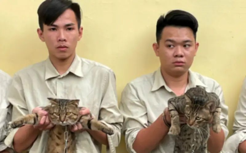 Triệt phá đường dây trộm mèo quy mô lớn tại TP.HCM, 9 đối tượng bị khởi tố