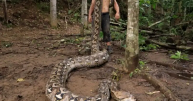 Trăn hoang dã dài nhất hành tinh Ibu Baron chính thức xác lập kỷ lục Guinness