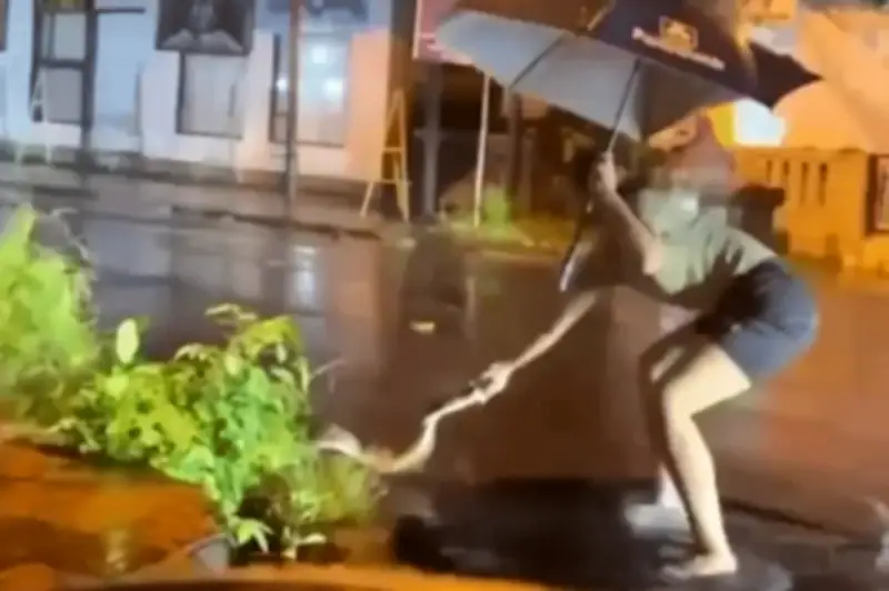 Trăn khổng lồ bơi lội trên đường phố Bali sau trận mưa lớn gây sốc