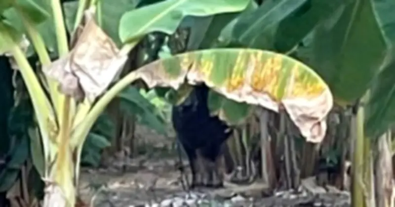 Trâu dữ tấn công người tại Quảng Trị, chính quyền khẩn trương tìm cách xử lý