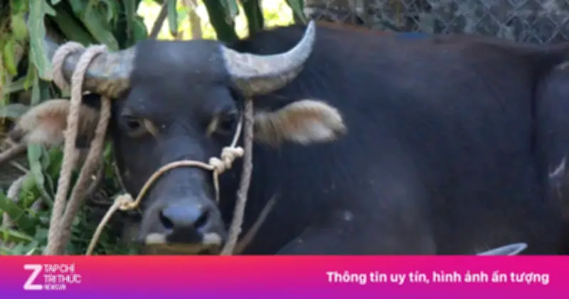 Trâu 'Điên' Tấn Công Người Dân Ở Quảng Trị, Hai Nạn Nhân Nhập Viện Cấp Cứu